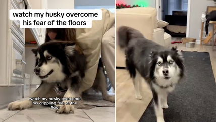 This Husky Refused to Walk on Floors—Then His Mom Found a Breakthrough