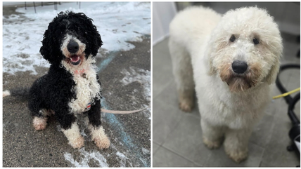 11 Hypoallergenic Doodles That Won’t Make You Sneeze (& They’re All Up for Adoption!)