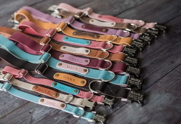 First Steps for New Rescue Dog Owners: Microchips and Personalized Dog Collars for Safety