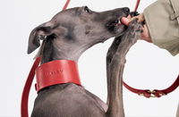 Ditch the Synthetics – Why Vegetable-Tanned Leather Dog Collars Are the Best Choice for Your Pup