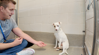 Watch the moment I figure out this little dogs name at the shelter 🥹