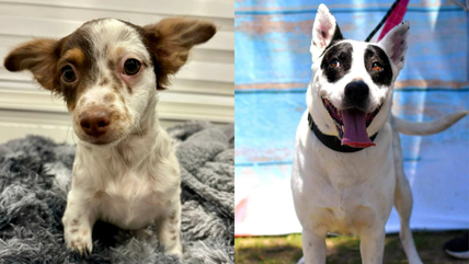 7 Stunning Dogs With Rare Fur Markings Looking for  Forever Homes!