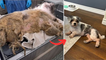 Found Abandoned in a Trailer, Severely Matted Lhasa Apso Now Looks Like a Whole New Dog