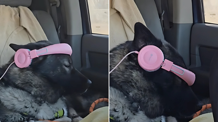 Little Girl’s Perfect Cure for Dog’s Motion Sickness is a Must-See