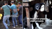 Heart-Stopping Rescue Saves Puppies from the Illegal Meat Trade and Gives Them a New Life