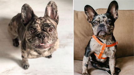 These 11 Merle French Bulldogs Are Show-Stoppers!