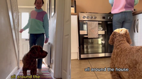 Clingy Puppy Takes Stalking to a Whole New Level: The Viral Video That’s Breaking the Internet