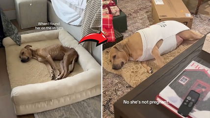 Rescue Dog’s Dramatic Weight Gain Goes Viral—Is It Love or Overfeeding?