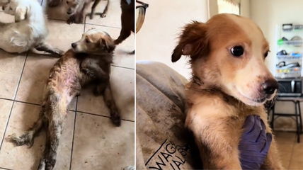 Transformation Of Paralyzed Puppy Found ‘Living in His Own Filth’ Will Make You Tear Up