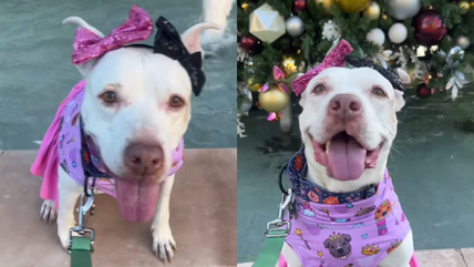 Shelter Dog’s Lovable Spirit Shines Despite Her Mysterious “Sparkly” Condition