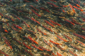 Say Goodbye to GMO Salmon — Here’s How to Identify Sustainable Salmon