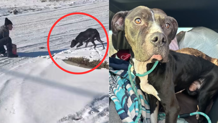 Emaciated Pit Bull Abandoned in Freezing Temps Does The Sweetest Thing When Rescued