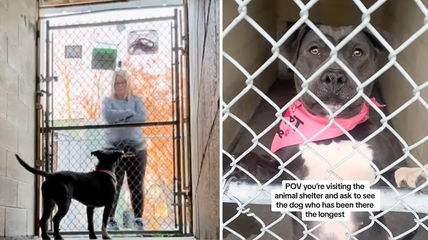 Tears as Sweet Pitbull Spends Quarter of Her Life in Concrete Shelter