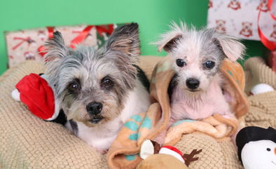 Abandoned in a Cardboard Box: Yorkie Sisters Pippa and Polly’s Journey to Healing Will Melt Your Heart