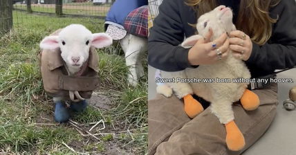 This Little Lamb Was Born Without Hooves And Was Abused Before An Animal Sanctuary Stepped In