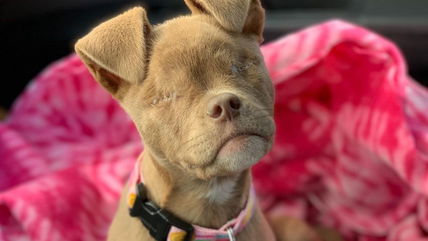 Neglected and Left Blind, This Dog’s Inspiring Journey Will Warm Your Heart