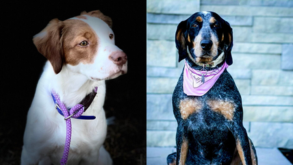 11 Purebred Dogs Worth Thousands are Up for Adoption