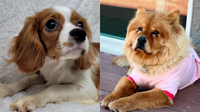 10 Purebred Dogs You’d Pay Thousands for Are Waiting for Homes