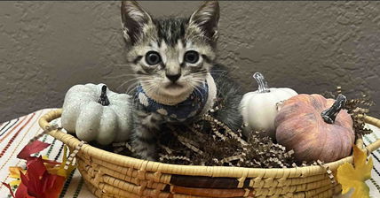 Her Mother-In-Law Pulled This Three-Legged Kitten Out Of Hurricane Milton’s Debris