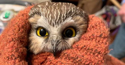 This Tiny Owl Was Rescued From Inside The Rockefeller Center Christmas Tree After It Arrived In NYC