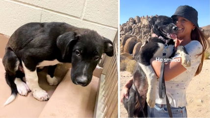 Watch How This Scared Rescue Dog Finally Found Happiness—Thanks to One Kindhearted Adopter!