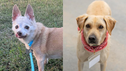 7 Senior Shelter Dogs Dreaming of a Cozy Home This Christmas!