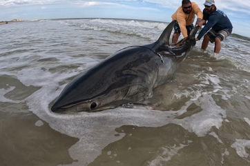 Great white reeled in from Anastasia Island beach: ‘Something’s jumping out there’