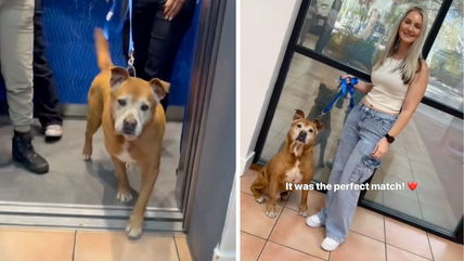 After 1,731 Days, This Shelter Dog Finally Finds a Home—& His Reaction is Heart Melting