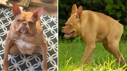 8 Dogs Without Necks You Need to See