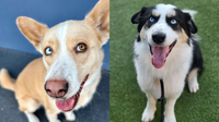 9 Dogs With Smiles That Will Make Your Day – And They’re All Looking for Forever Homes!