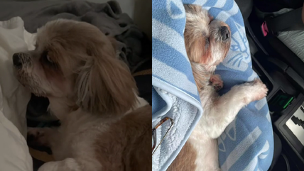 What One Vet Missed Nearly Ended This Shih Tzu’s Life — Until Her Mom’s Instinct Saved the Day!