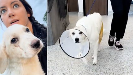 Vet Said Stray Dog’s Leg Needed To Be Amputated—Owner Didn’t Listen. Now He’s Running Around Like a Puppy!