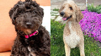 6 Fluffy Dogs So Cute They Could Be Stuffed Animals, Are up for Adoption