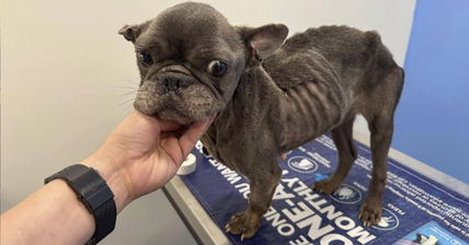 She Was Emaciated And Suffering From A Broken Rib When She Was Pulled From The Kill List