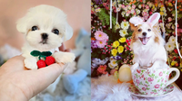 10 Teacup Dogs So Cute & Tiny They Will Steal Your Heart