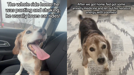 5 Years of Animal Testing Left This Beagle Traumatized—Now He Battles Panic Attacks