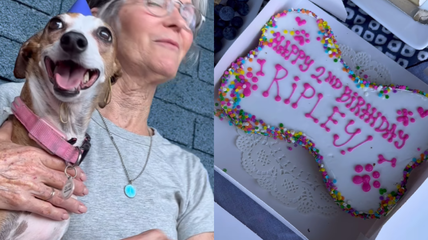 Bark-Worthy Bash! Italian Greyhound’s Birthday Party Is What Dog Dreams Are Made Of