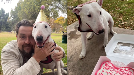 Watch Tilly Celebrate Her 6th Birthday with Cake, Doggos, and a Whole Lot of Bull Terrier Love!