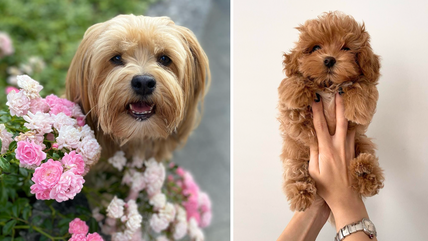 These 11 Miniature Doodle Breeds Are as Cute as They Are Tiny!