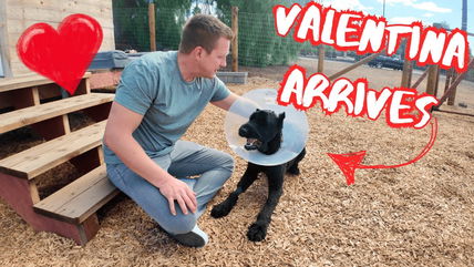 She’s Here! Valentina Has Officially Arrived at Flip’s Farm—See What Happened Next!