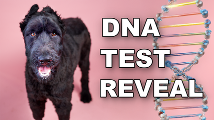 Valentina’s Incredible Transformation & DNA Test Results—You Won’t Believe Her Breed!