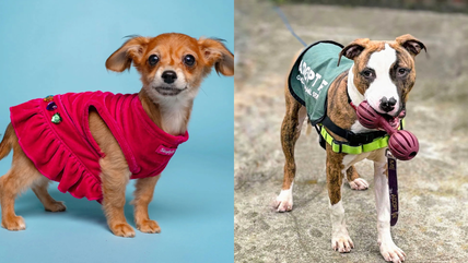 These 7 Dogs Are Searching for Love — Will You Be Their ‘Happily-Ever-After’ This Valentine’s Day?