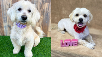 10 Tiny White Dogs Searching for Forever Homes—Could One Be Your Perfect Match?