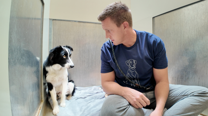 Watch this Scared Border Collie React to His First Toy